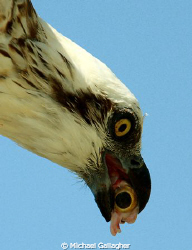 Osprey with fish eye - eating the good bits first! Taken ... by Michael Gallagher 